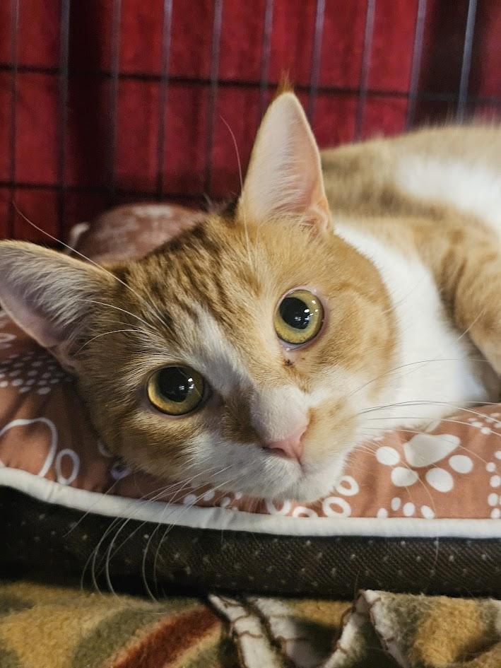 Maggie, Adoptable, Young Female Domestic Short Hair.