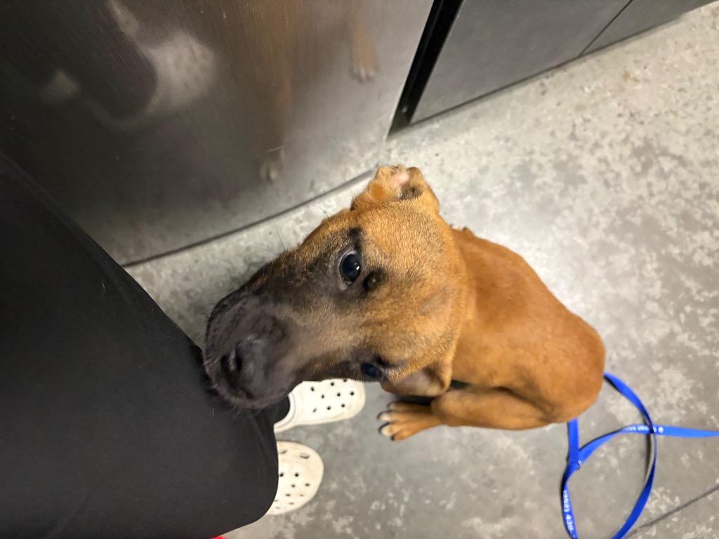 Melody, Adoptable, Puppy Female Mixed Breed.