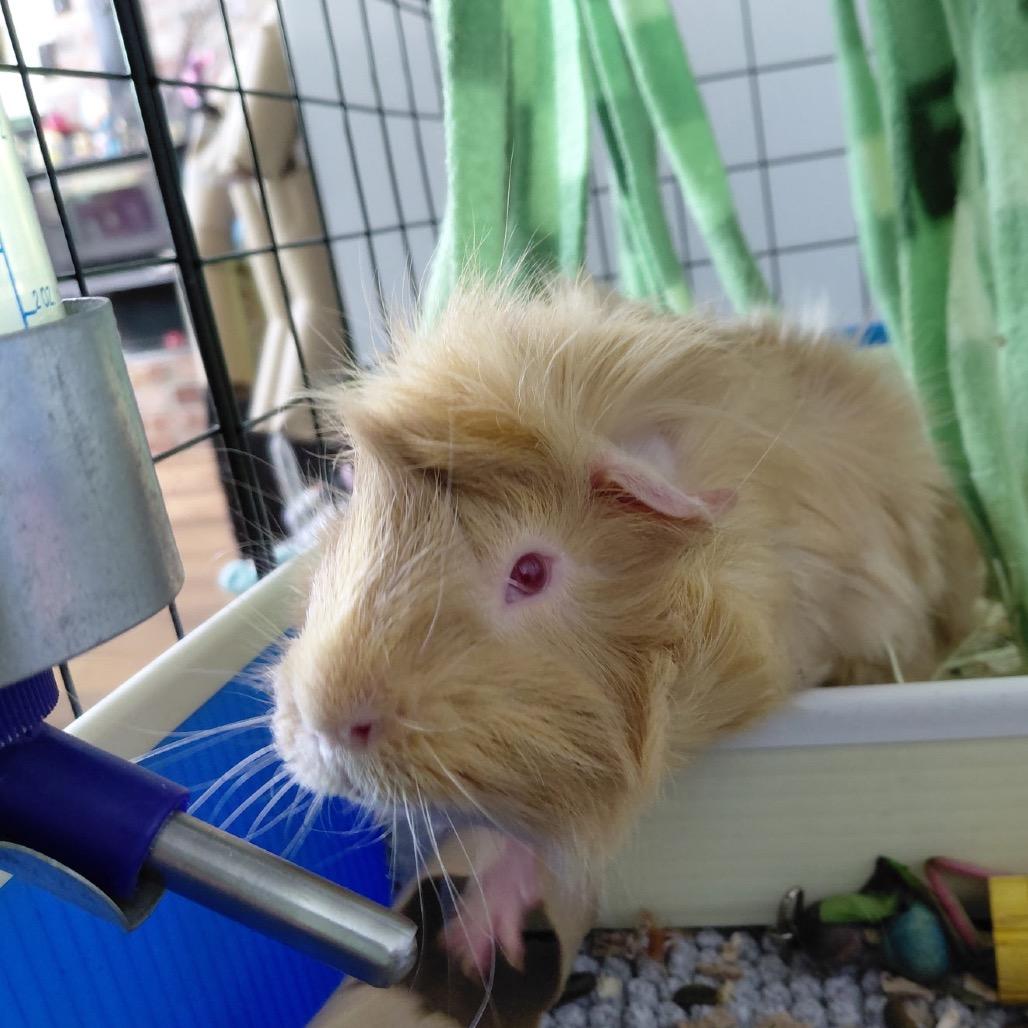 McMuffin w/Sir Cheerio, Adoptable, Young Male Peruvian.