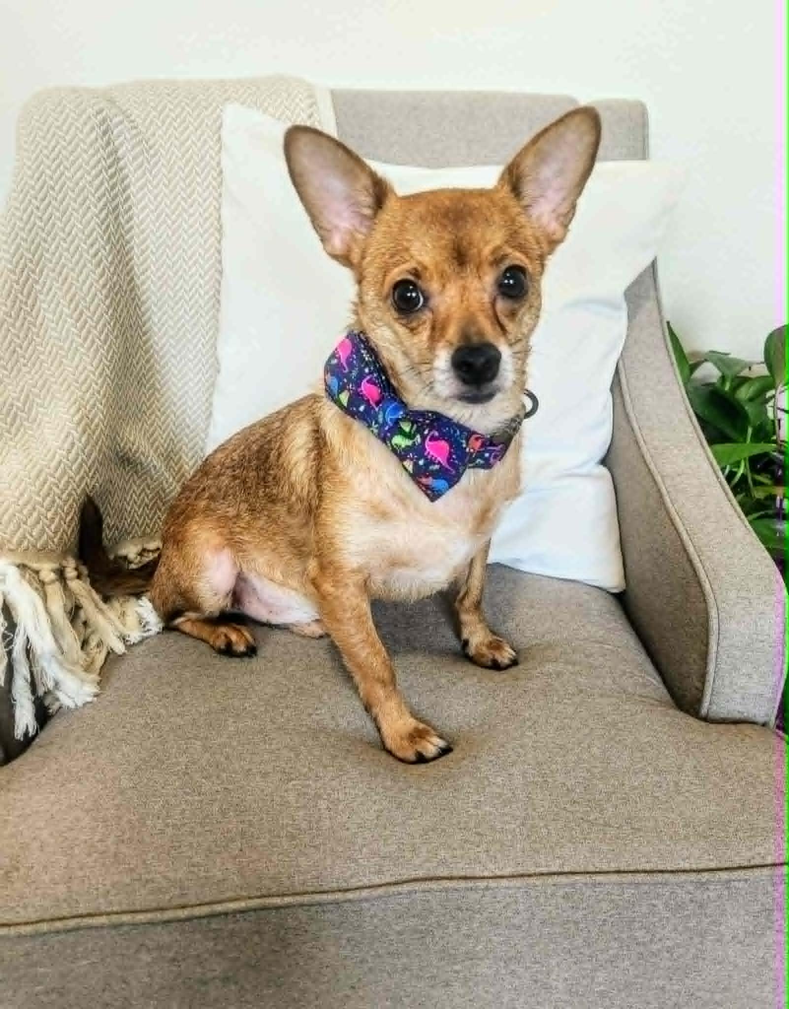 Enlarge Pip, a ADOPTABLE mixed breed in Temple, TX image 1/4