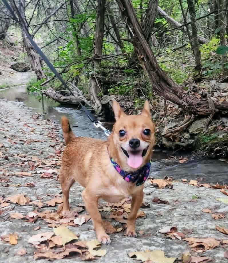 Enlarge Pip, a ADOPTABLE mixed breed in Temple, TX image 2/4