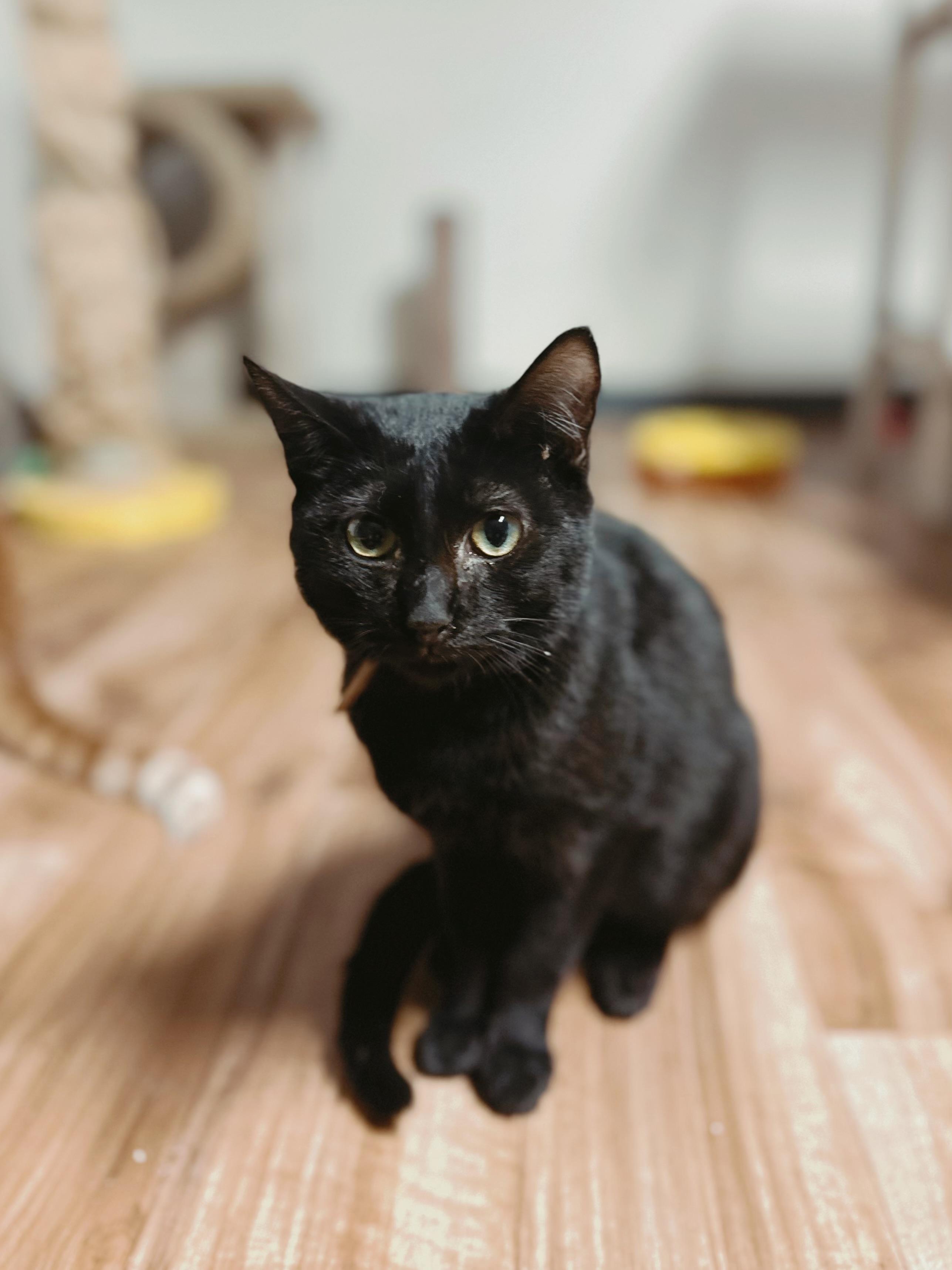 Sully, Adoptable, Young Male Domestic Short Hair.