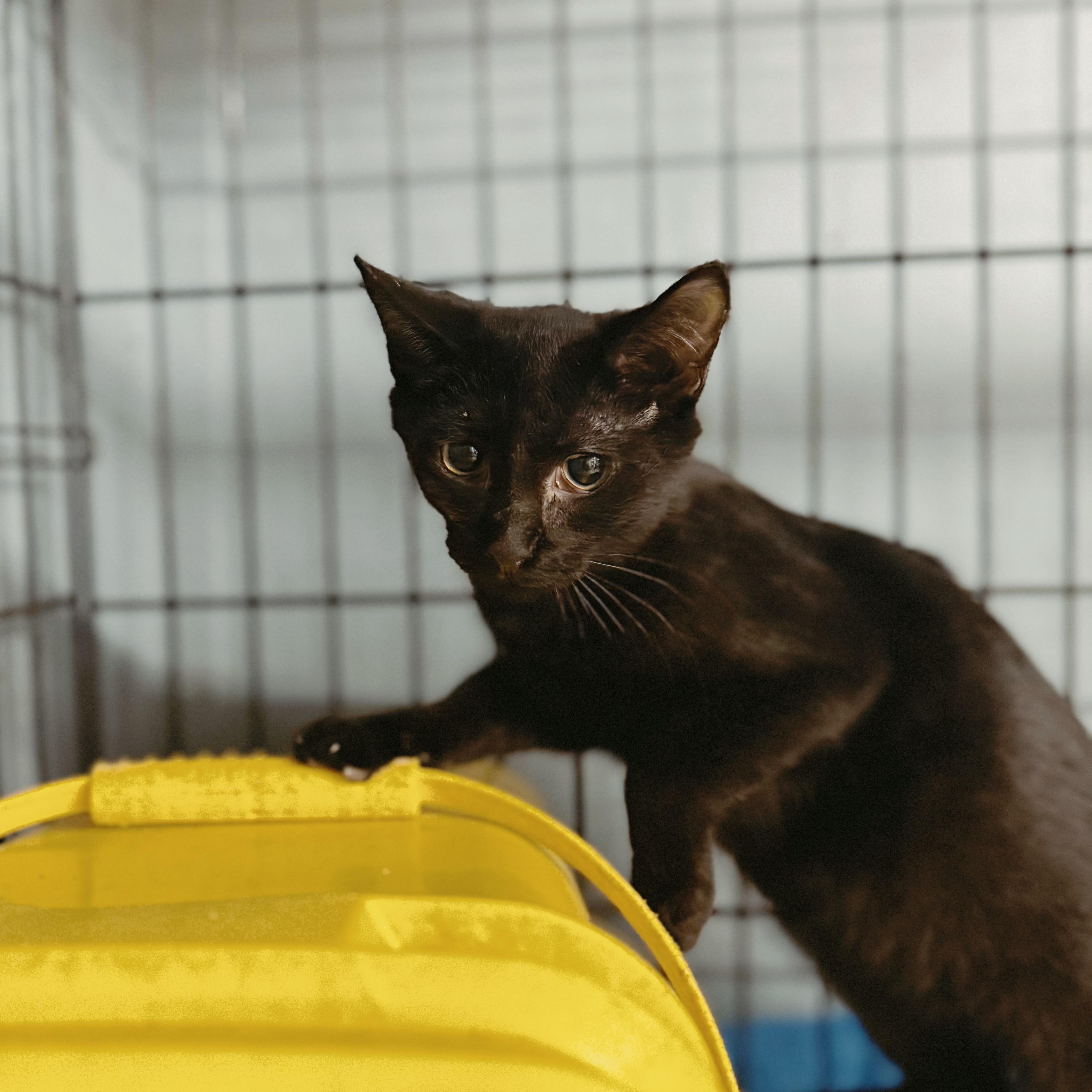 Sully, Adoptable, Young Male Domestic Short Hair.
