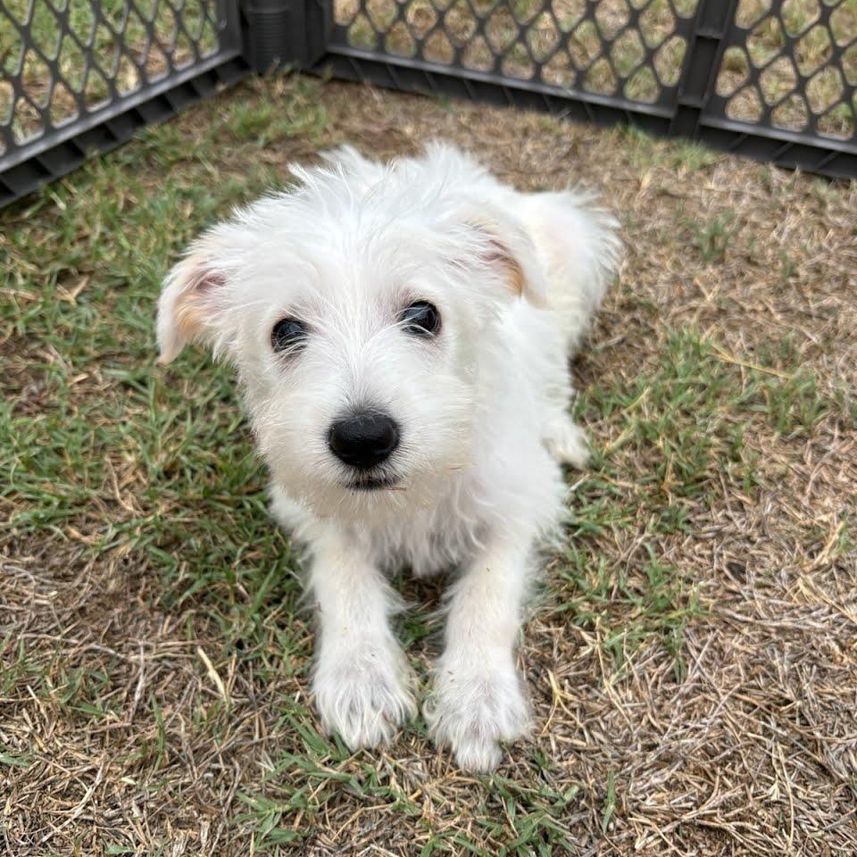 Enlarge Annabeth, a Adoptable mixed breed in San Diego, CA image 1/1