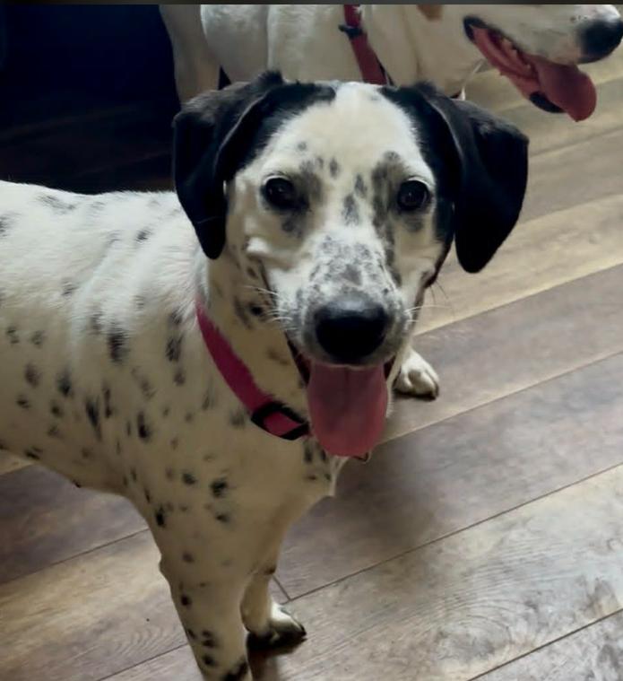 Dottie, a ADOPTABLE mixed breed in Eutawville, SC image 3/6