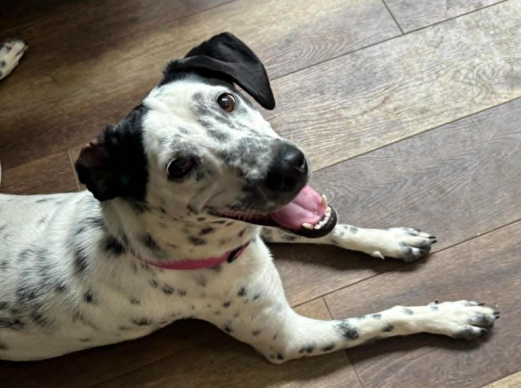 Dottie, a ADOPTABLE mixed breed in Eutawville, SC image 4/6