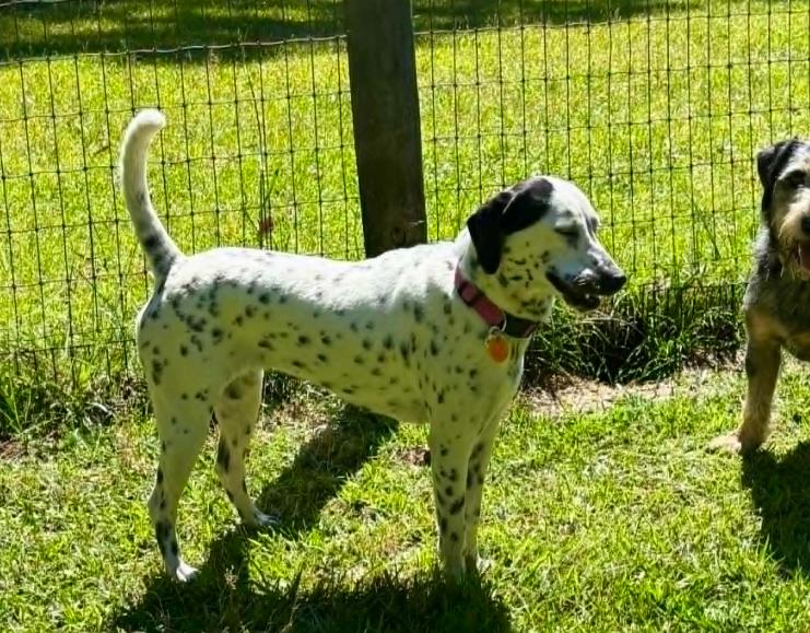 Dottie, a ADOPTABLE mixed breed in Eutawville, SC image 6/6