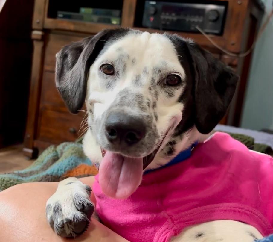 Dottie, ADOPTABLE, Puppy Female Dalmatian.