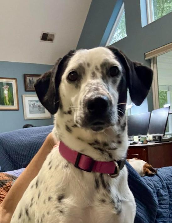 Dottie, ADOPTABLE, Puppy Female Mixed Breed.