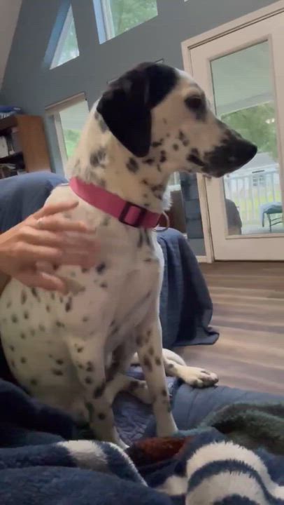 Enlarge Dottie, a ADOPTABLE mixed breed in Eutawville, SC video 5/6