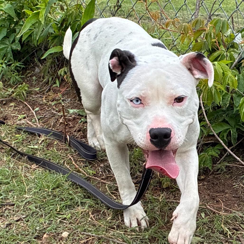 Enlarge Winkerbelle, a Adoptable Pit Bull Terrier in Norman, OK image 1/6