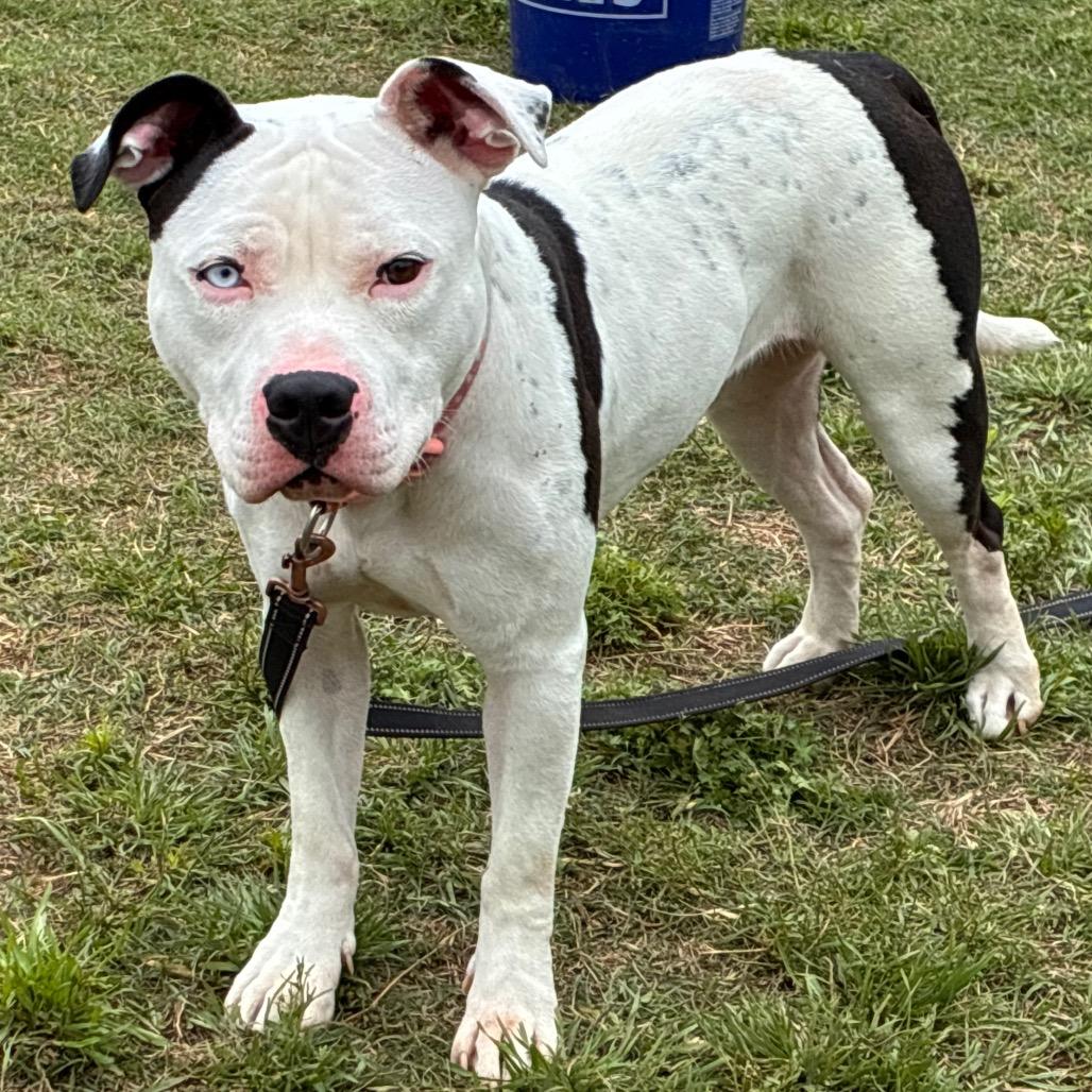 Enlarge Winkerbelle, a Adoptable Pit Bull Terrier in Norman, OK image 2/6