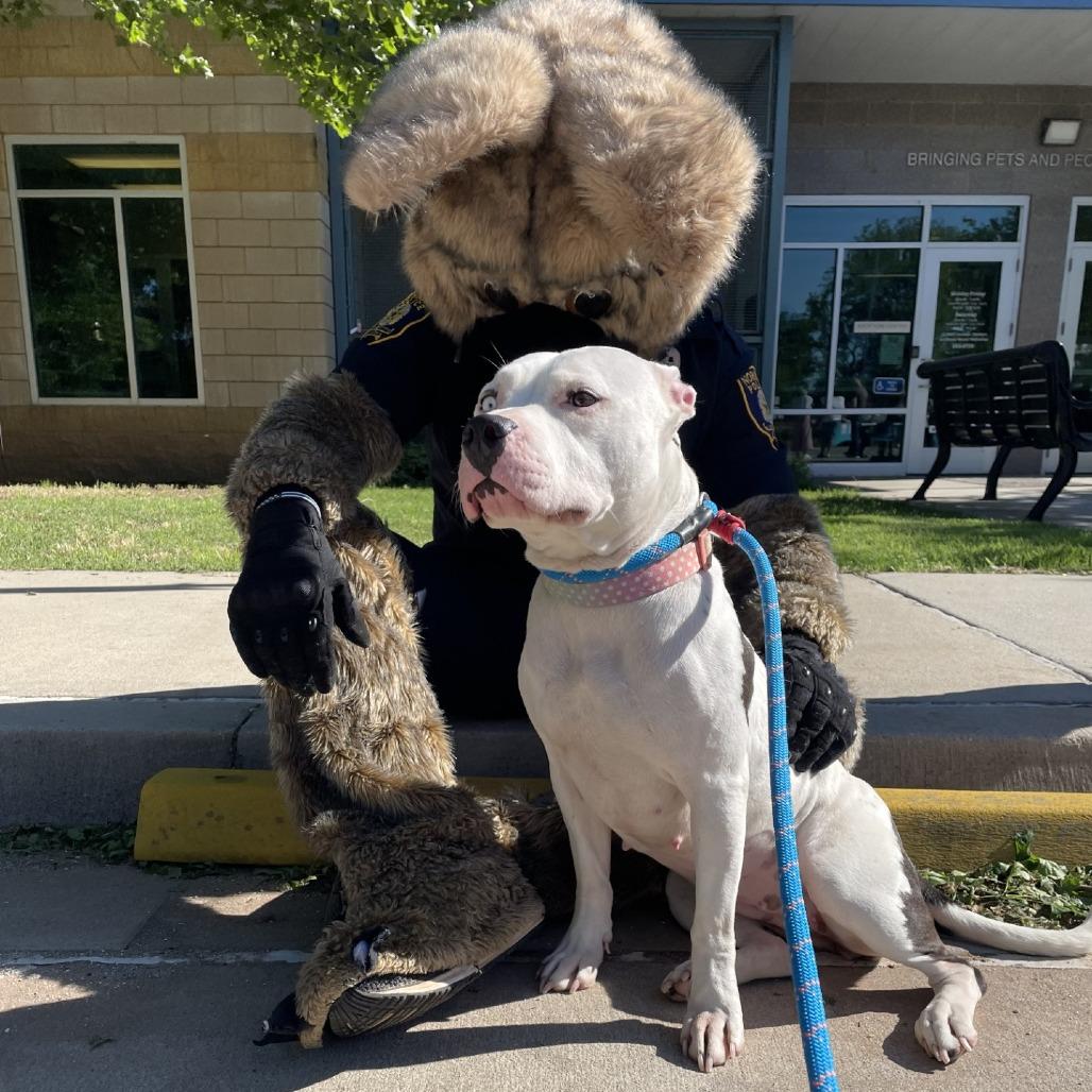 Enlarge Winkerbelle, a Adoptable Pit Bull Terrier in Norman, OK image 3/6