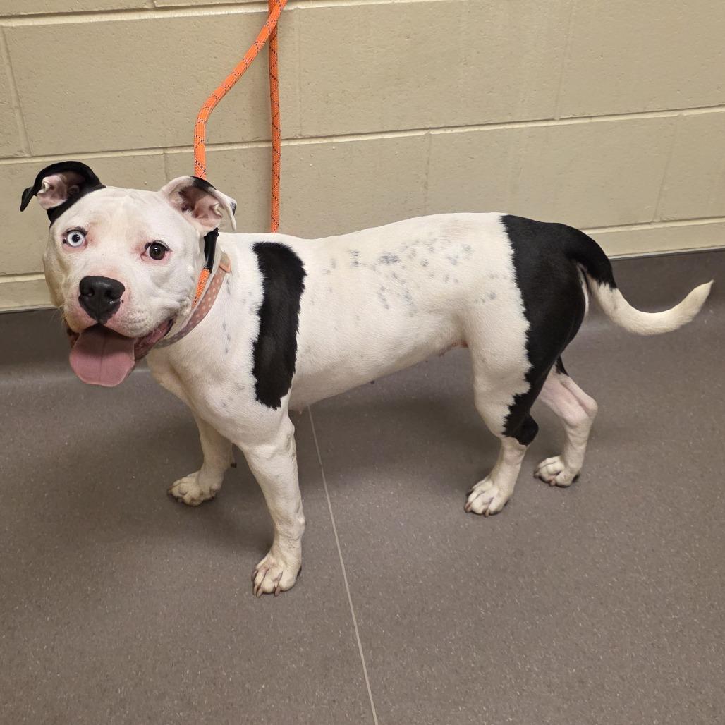 Enlarge Winkerbelle, a Adoptable Pit Bull Terrier in Norman, OK image 4/6