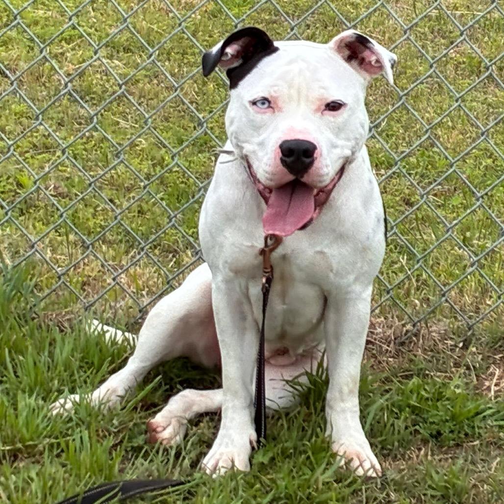 Enlarge Winkerbelle, a Adoptable Pit Bull Terrier in Norman, OK image 5/6