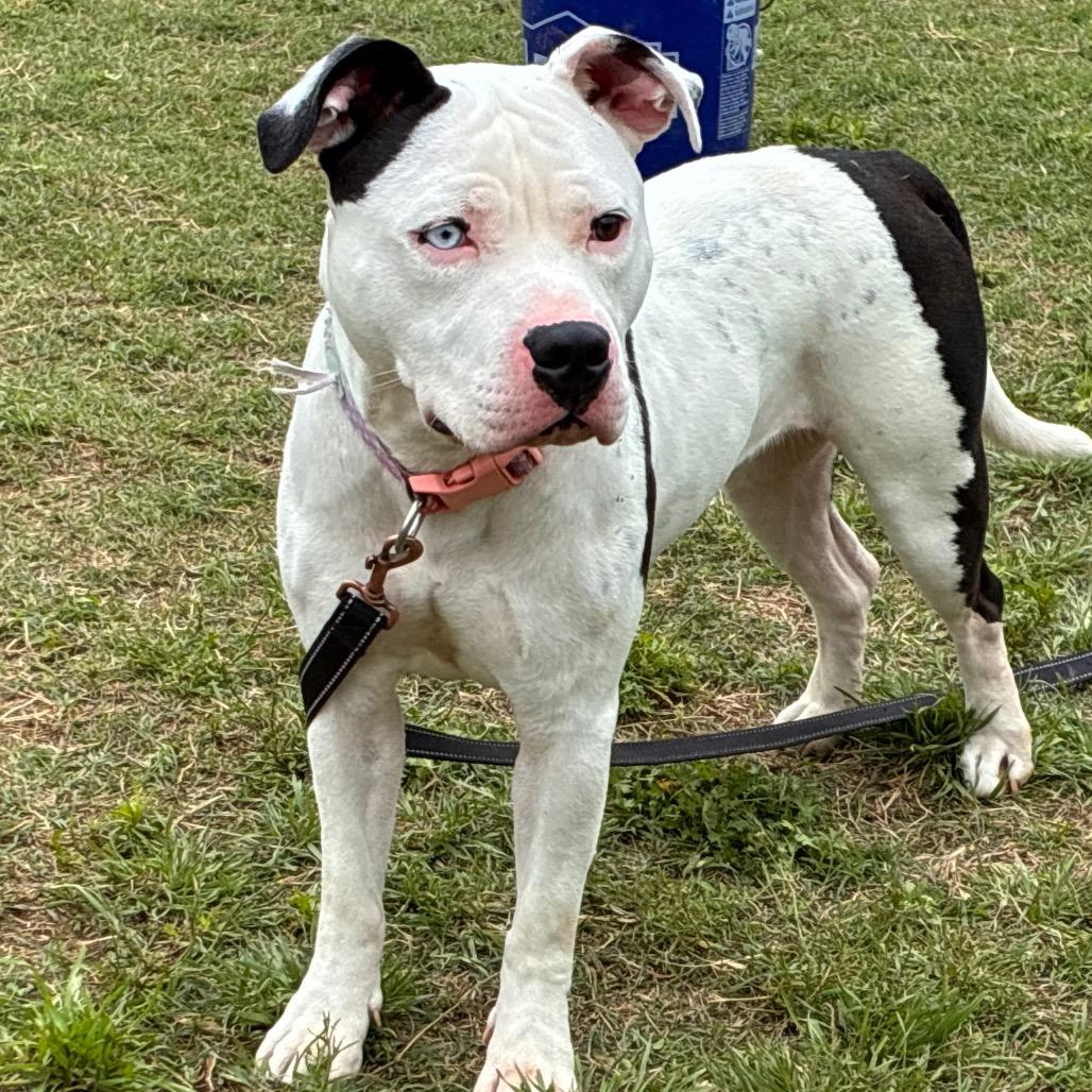 Enlarge Winkerbelle, a Adoptable Pit Bull Terrier in Norman, OK image 6/6