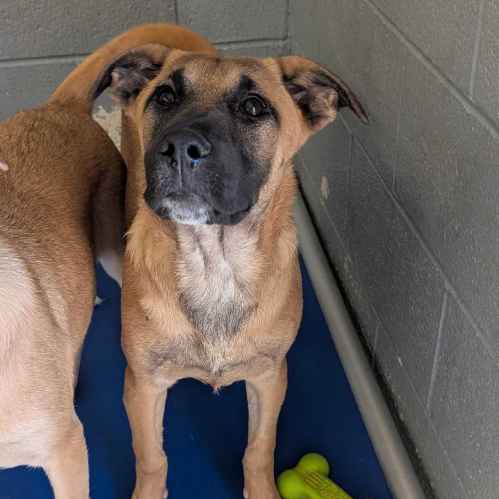 Brooks, Adoptable, Young Female Beagle & Mixed Breed.