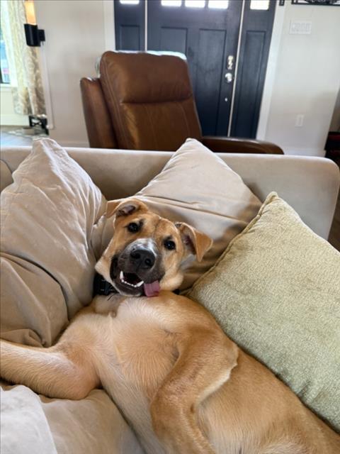 GLENN, Adoptable, Young Male German Shepherd Dog & Mixed Breed.