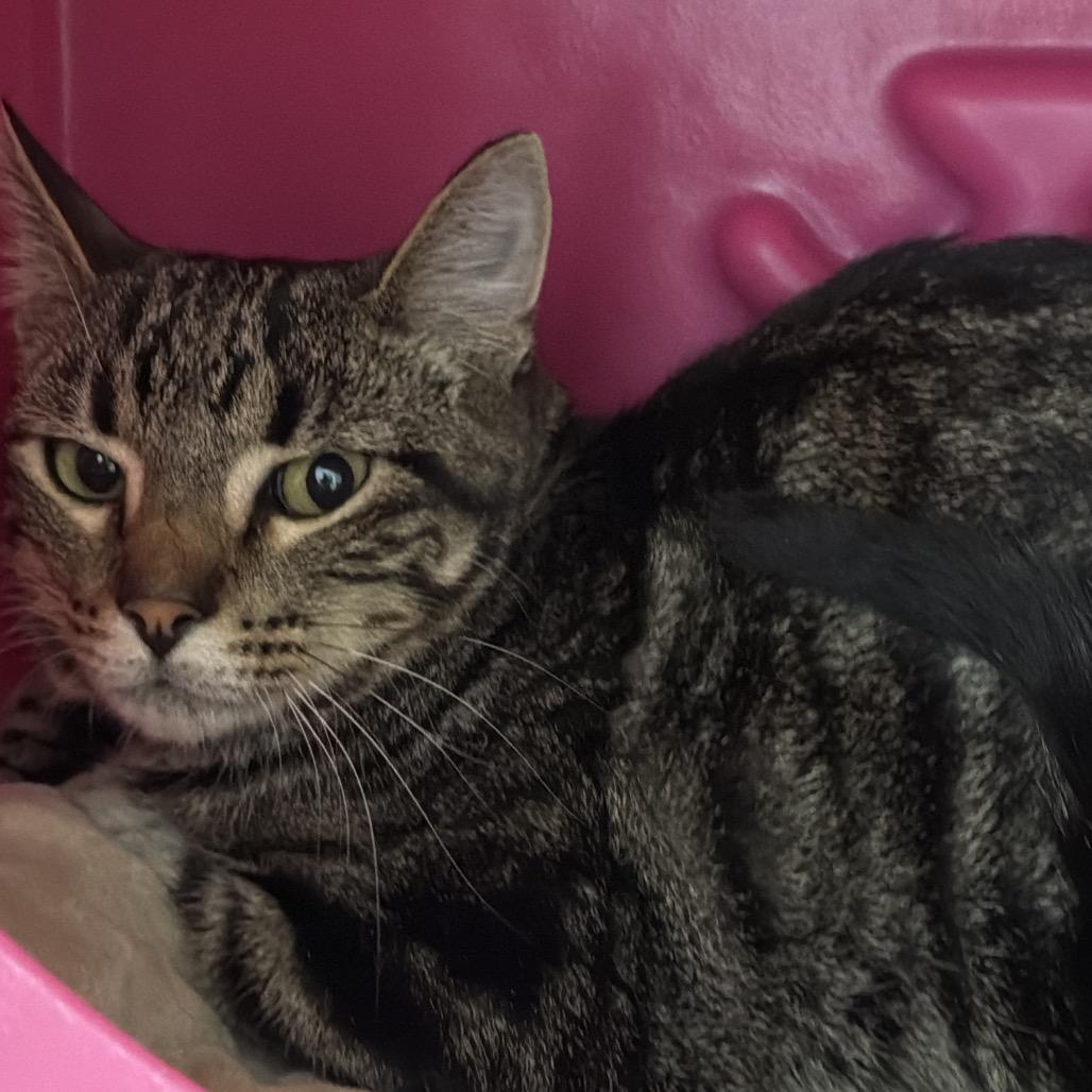 Enlarge Richie, a Adoptable Domestic Short Hair in Waukesha, WI image 1/1