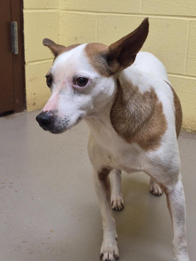 Enlarge Katie bug, a Adopted Jack Russell Terrier in Crossville, TN image 1/1