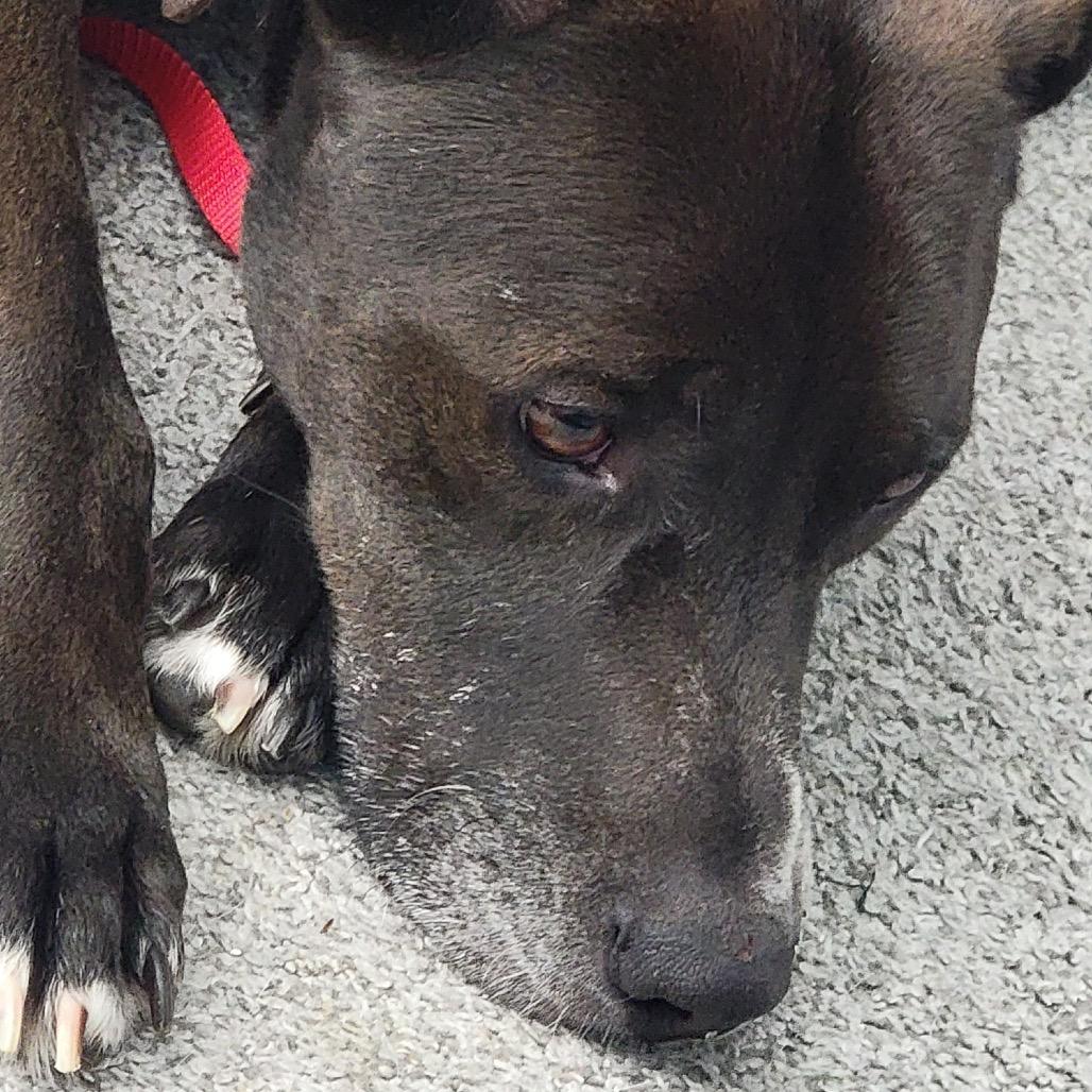 Elvis, Adoptable, Senior Male Black Labrador Retriever & Mixed Breed.