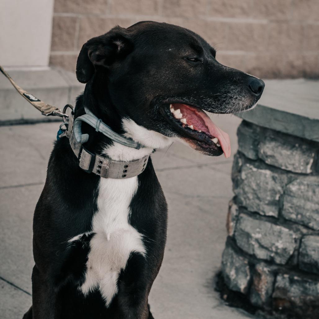 Enlarge Elvis, a Adoptable mixed breed in Melbourne, KY image 2/6