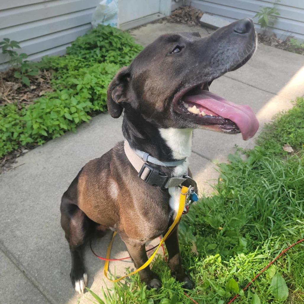 Enlarge Elvis, a Adoptable mixed breed in Melbourne, KY image 3/6