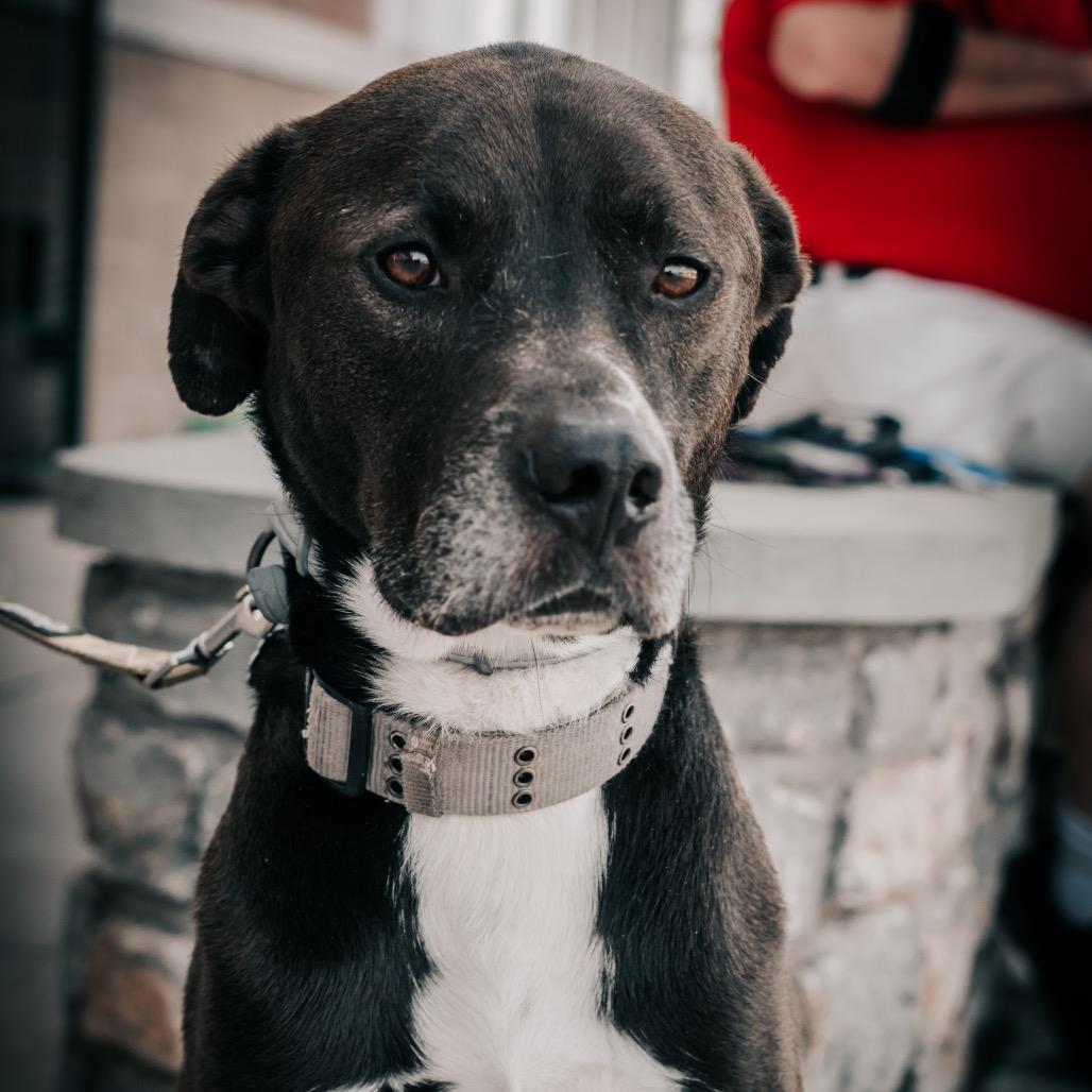 Enlarge Elvis, a Adoptable mixed breed in Melbourne, KY image 5/6
