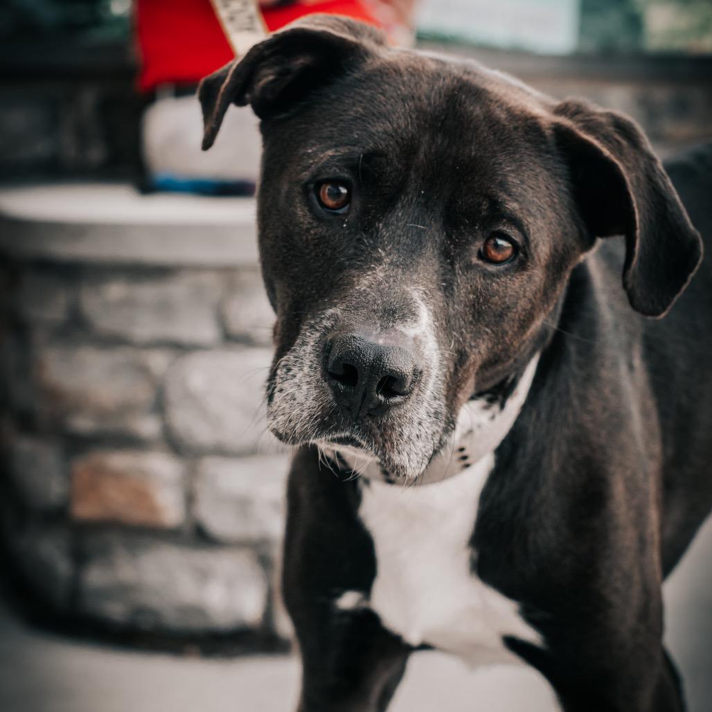 Enlarge Elvis, a Adoptable mixed breed in Melbourne, KY image 6/6
