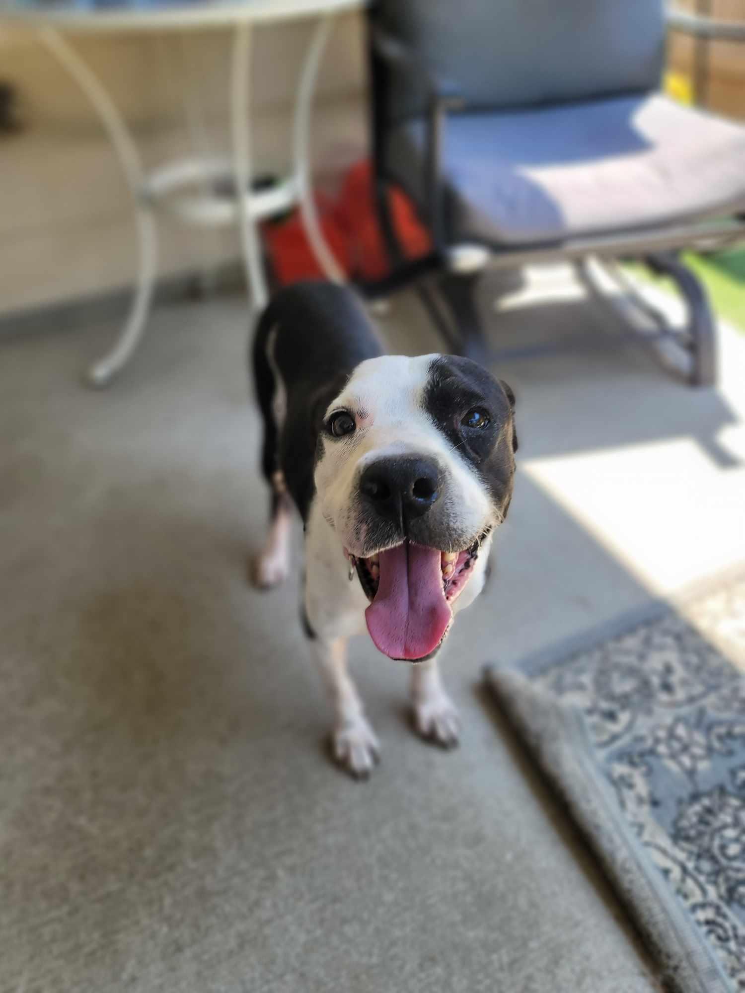 Enlarge Pepper, a Adoptable mixed breed in New Milford, CT image 1/6