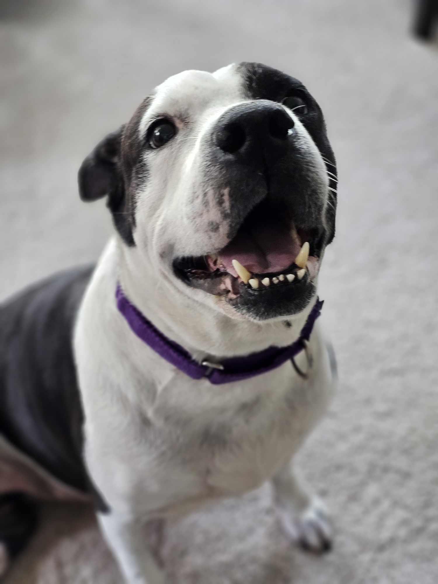 Pepper photo 5