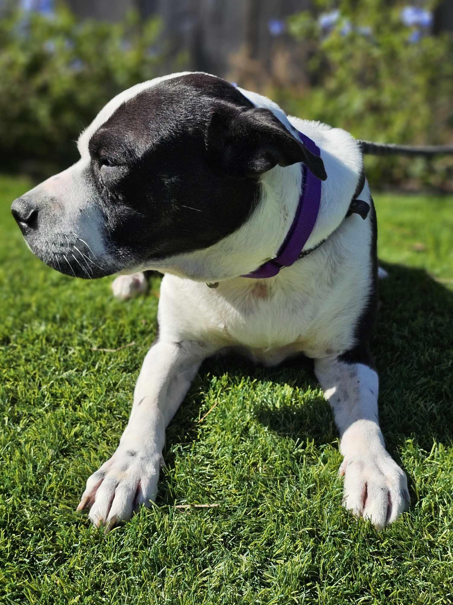 Enlarge Pepper, a Adoptable mixed breed in New Milford, CT image 3/6