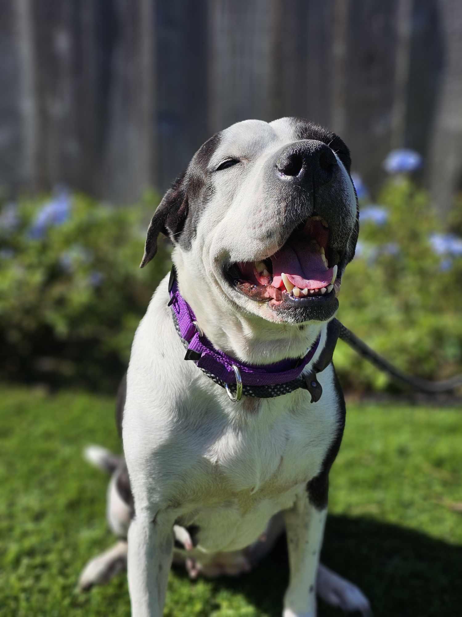 Enlarge Pepper, a Adoptable mixed breed in New Milford, CT image 4/6