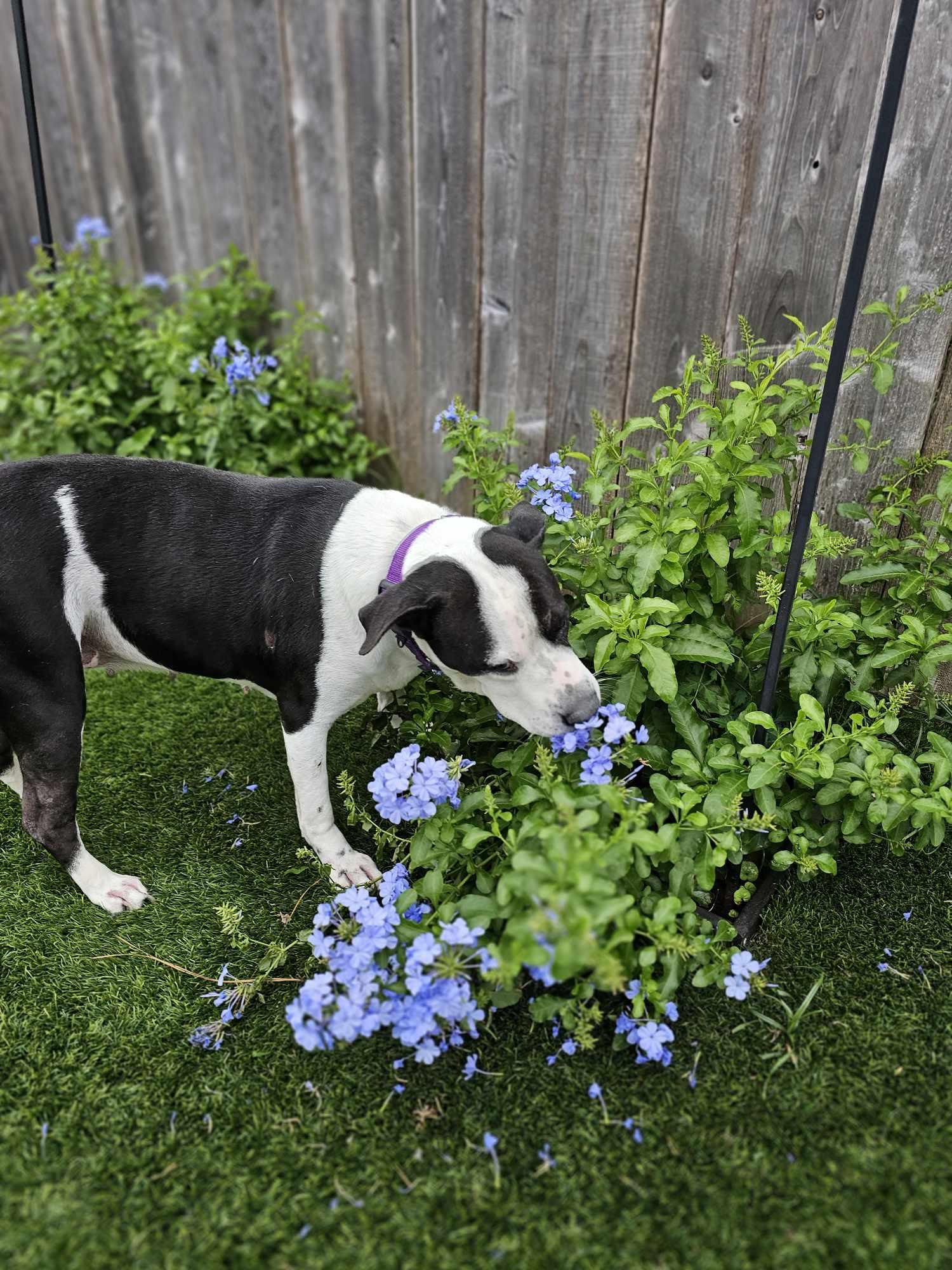 Enlarge Pepper, a Adoptable mixed breed in New Milford, CT image 5/6