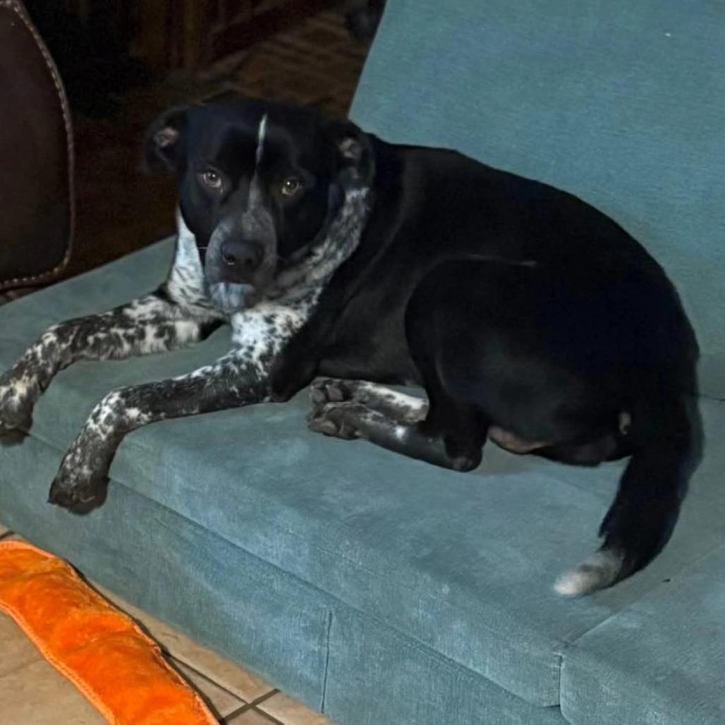 Enlarge Clyde, a Adoptable Australian Cattle Dog / Blue Heeler in Newcastle, OK image 1/3