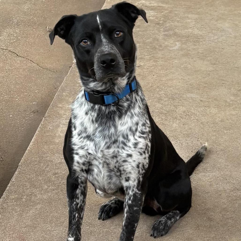 Enlarge Clyde, a Adoptable Australian Cattle Dog / Blue Heeler in Newcastle, OK image 2/3