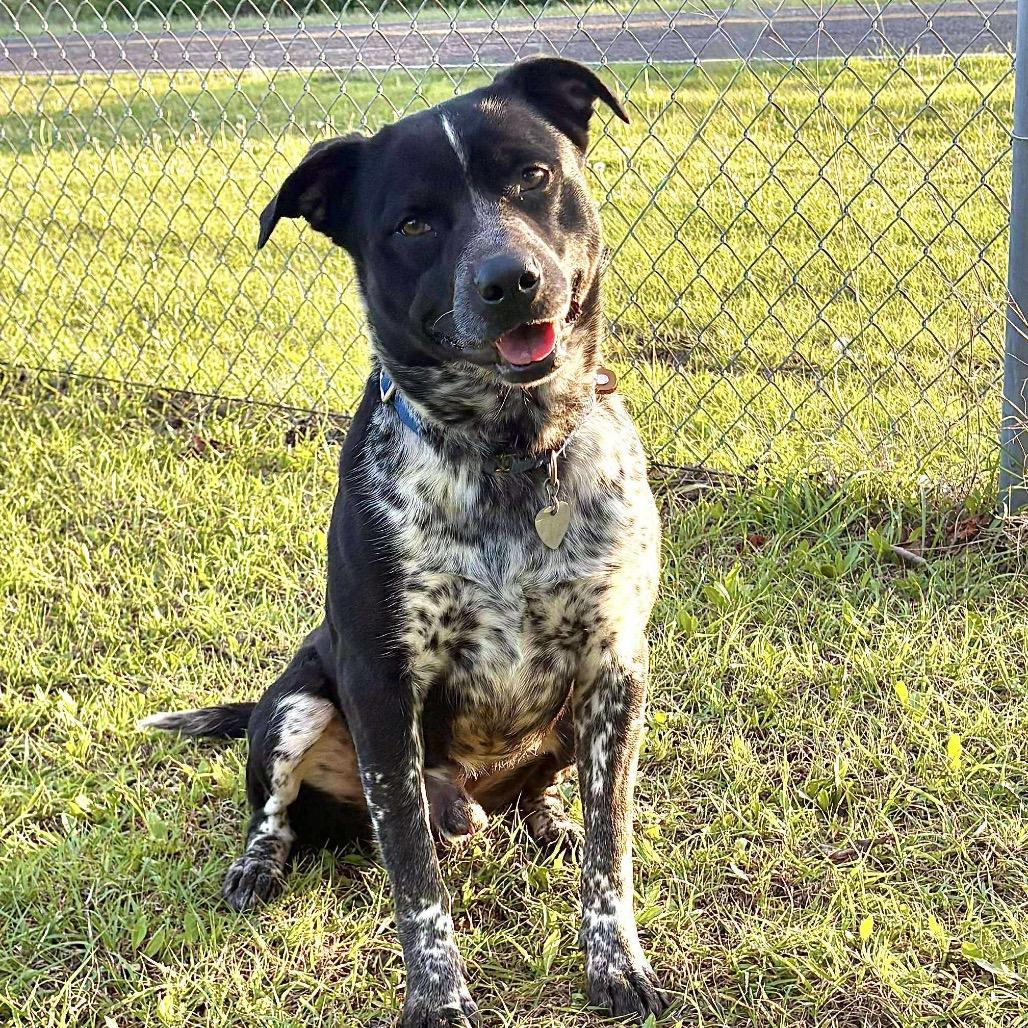 Clyde, Adoptable, Adult Male Australian Cattle Dog / Blue Heeler.