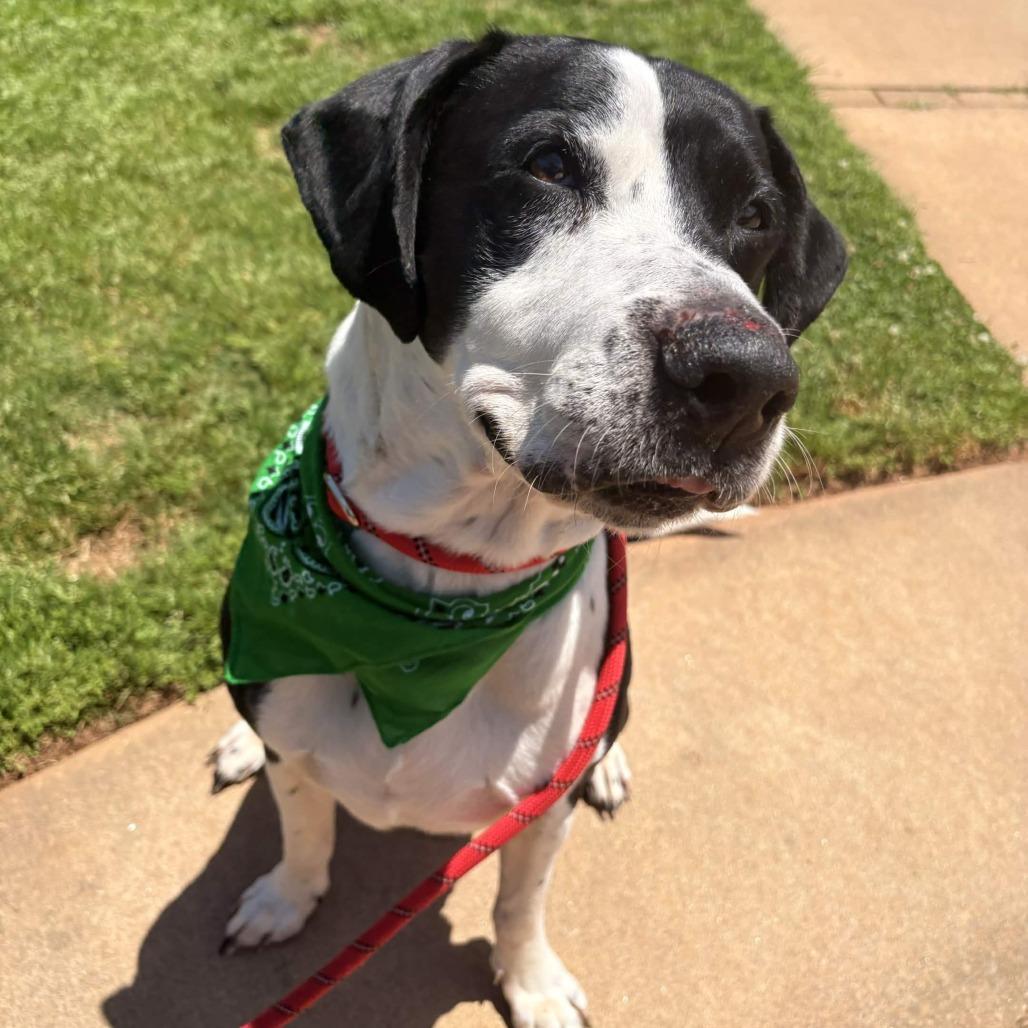 Arfie, Adoptable, Senior Male Labrador Retriever & Mixed Breed.