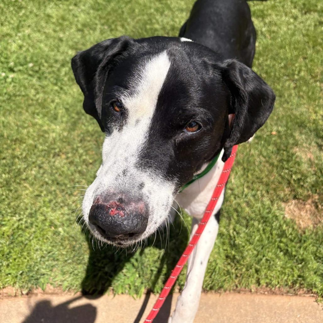 Enlarge Arfie, a Adoptable mixed breed in Greenville, SC image 2/6
