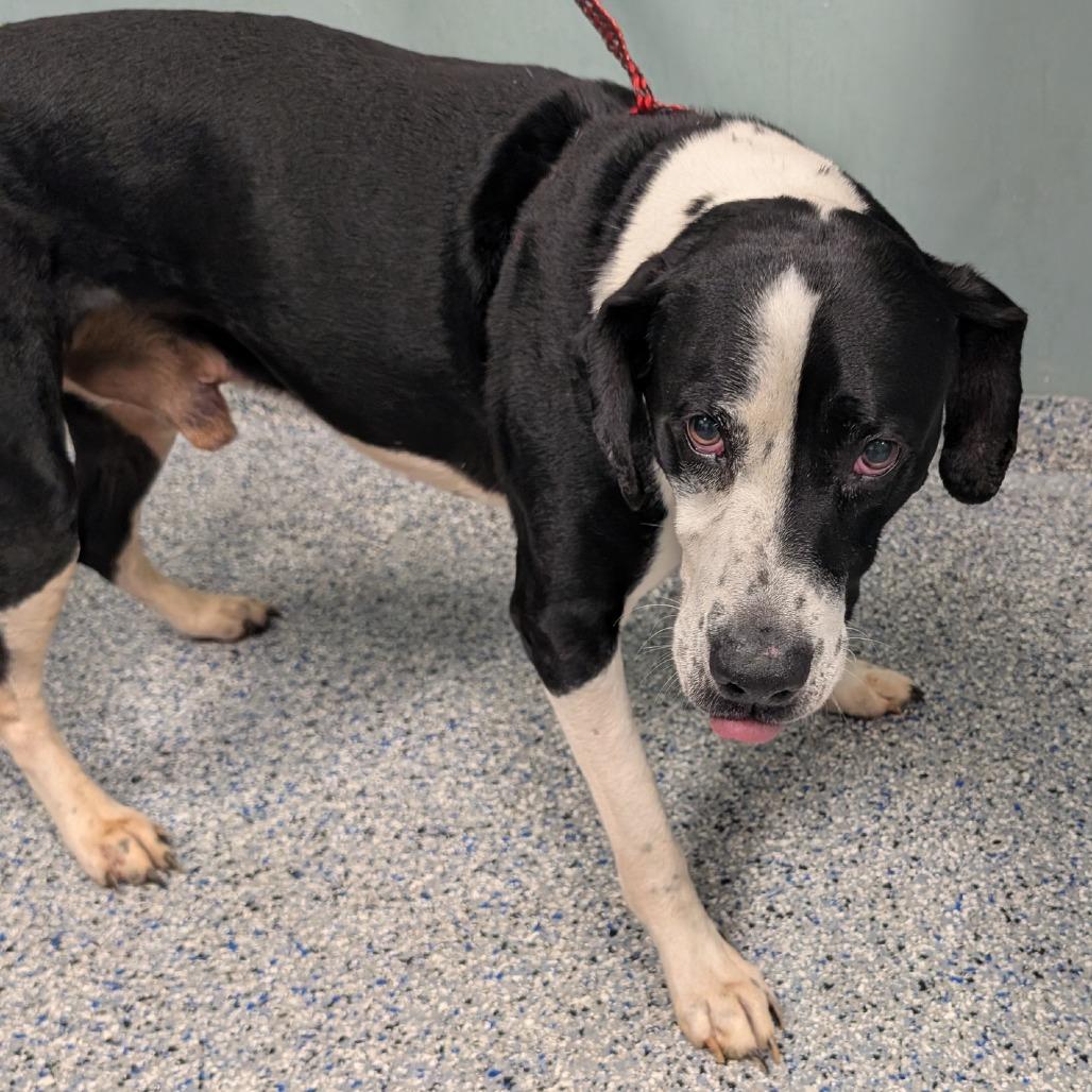 Enlarge Arfie, a Adoptable mixed breed in Greenville, SC image 3/6
