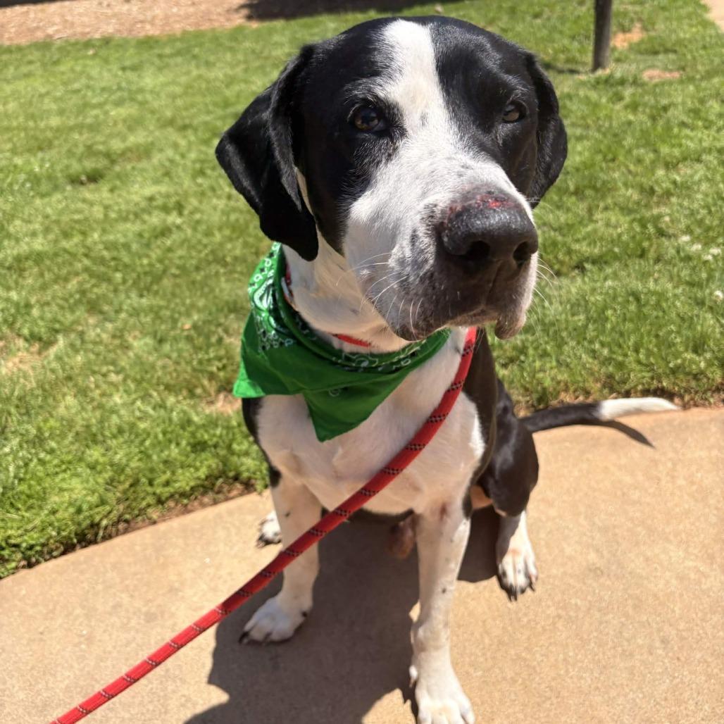 Enlarge Arfie, a Adoptable mixed breed in Greenville, SC image 4/6