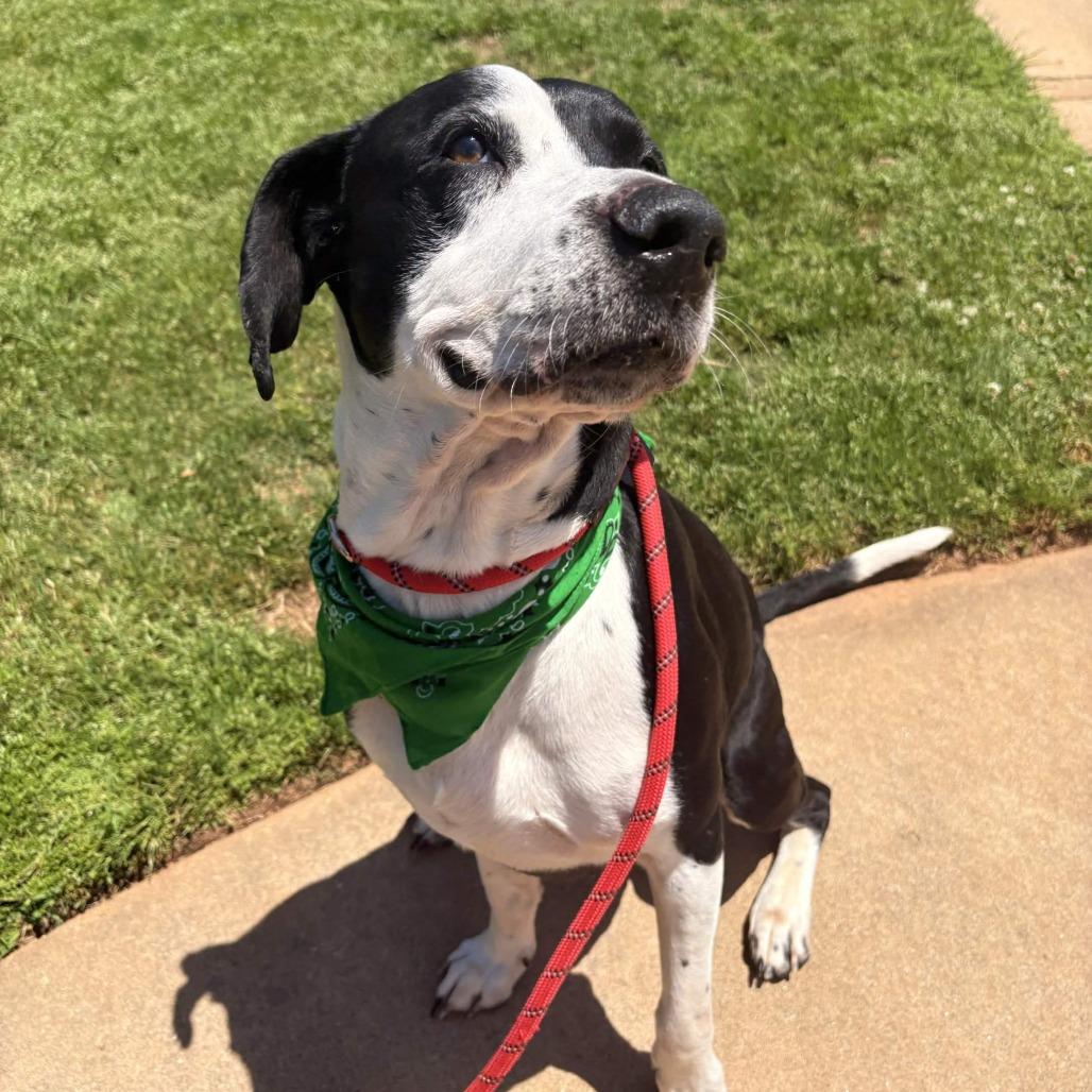 Enlarge Arfie, a Adoptable mixed breed in Greenville, SC image 5/6