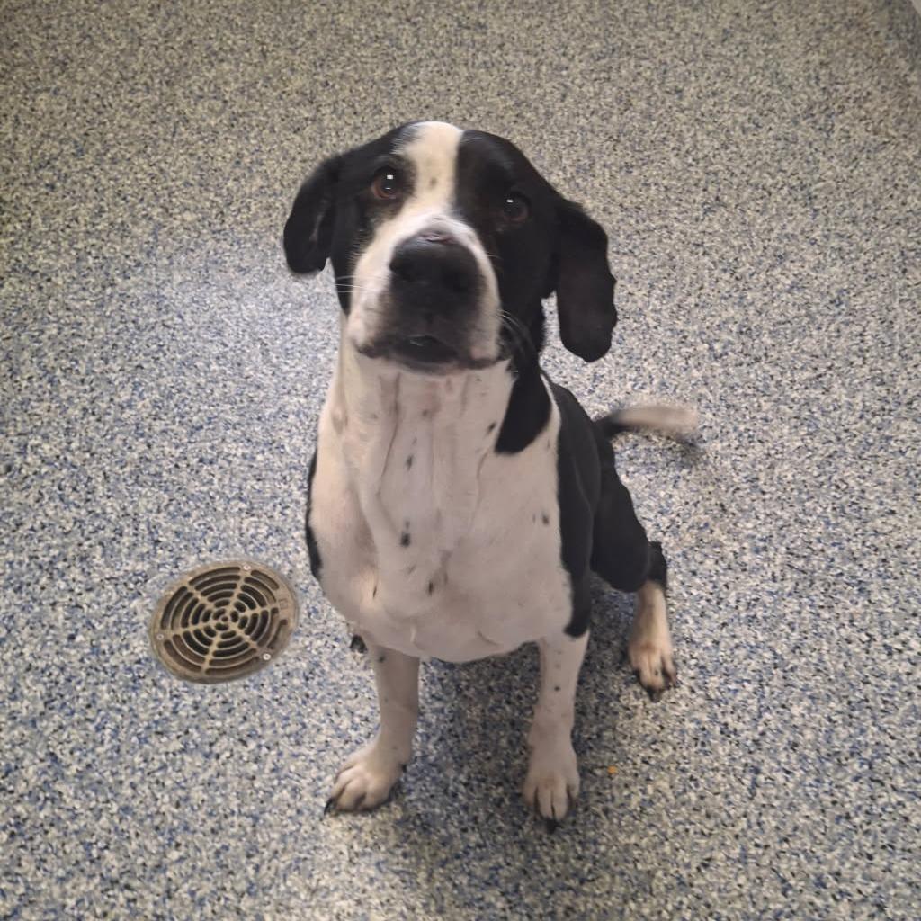 Enlarge Arfie, a Adoptable mixed breed in Greenville, SC image 6/6