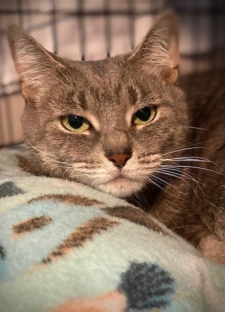 Minky, Adoptable, Adult Female Domestic Short Hair.