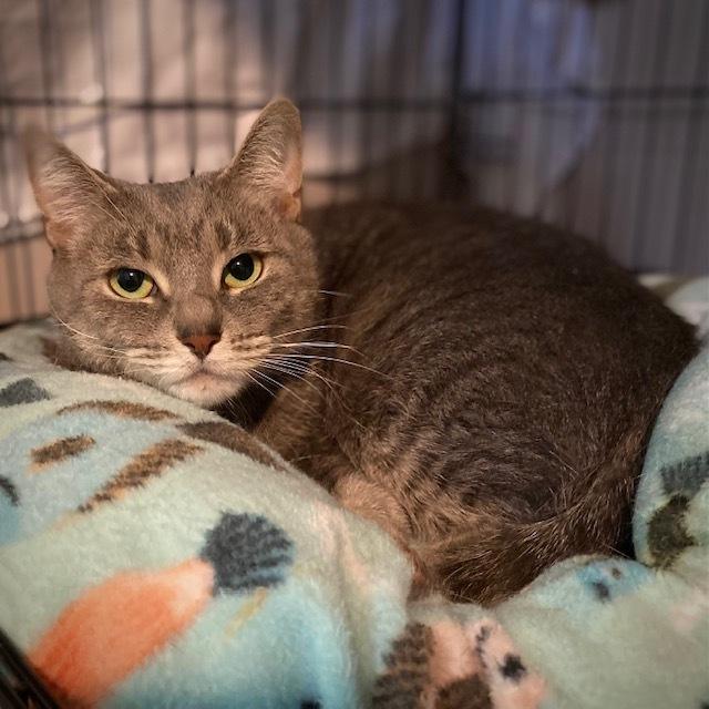 Minky, a Adoptable Domestic Short Hair in Duxbury, MA image 2/2
