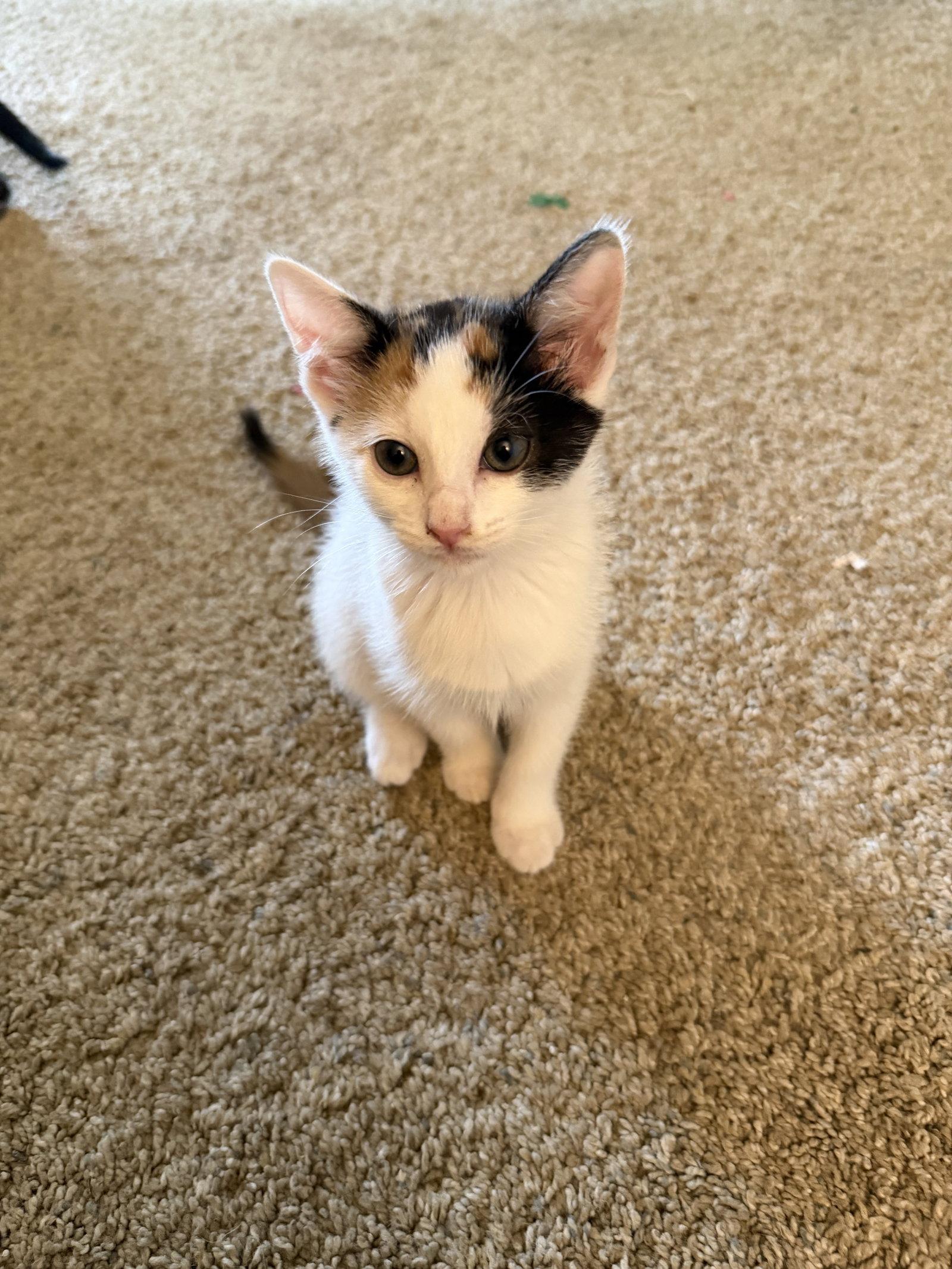 Twix Bar, Adoptable, Kitten Female Domestic Short Hair.