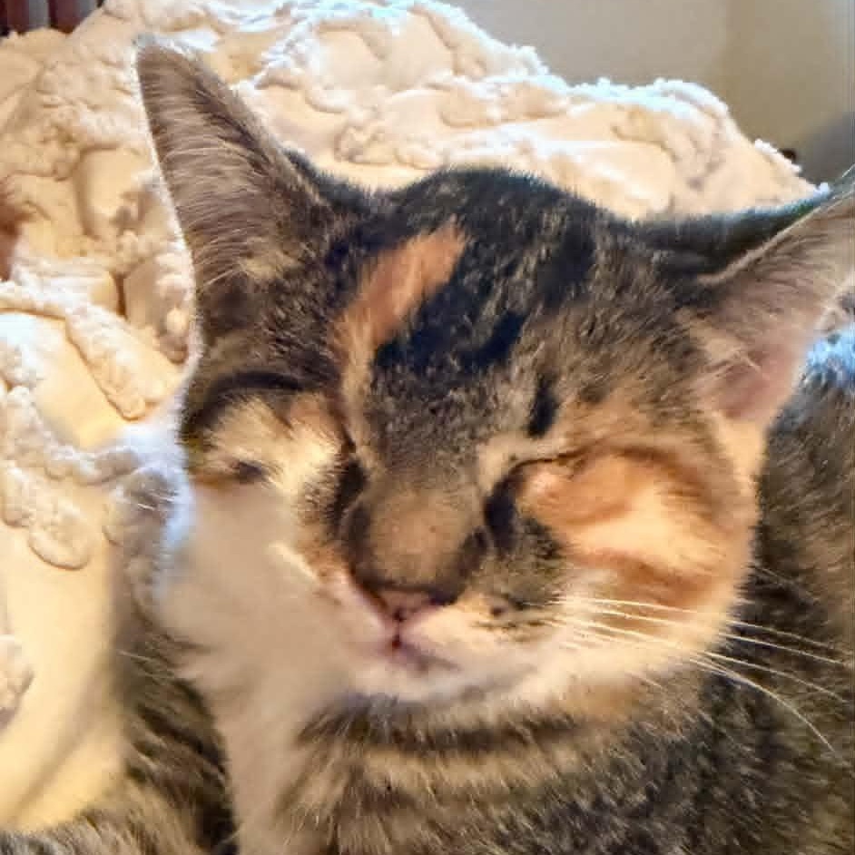Hazy (In Foster), Adoptable, Kitten Female Domestic Short Hair.