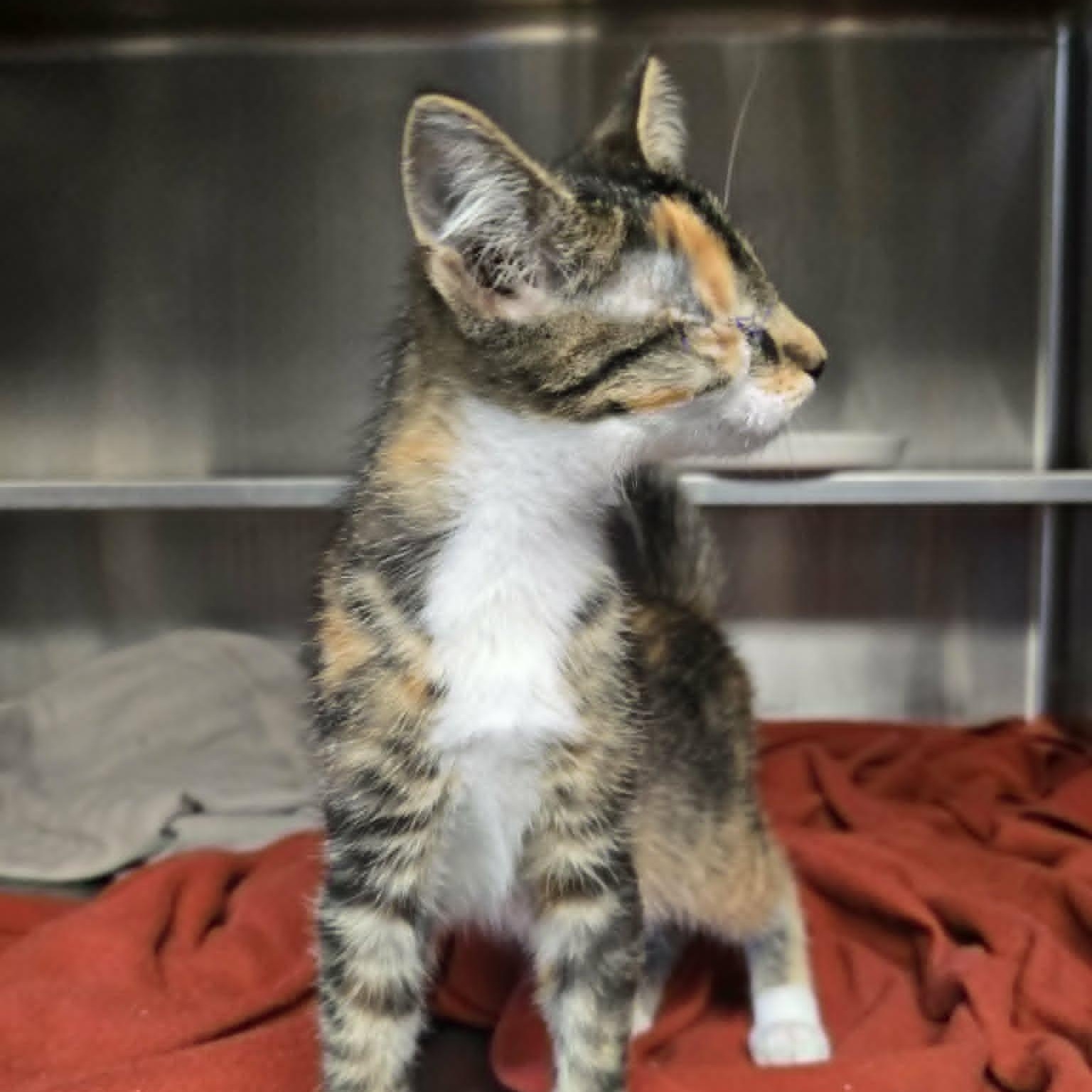 Enlarge Hazy (In Foster), a Adoptable Domestic Short Hair in Watertown, WI image 3/3