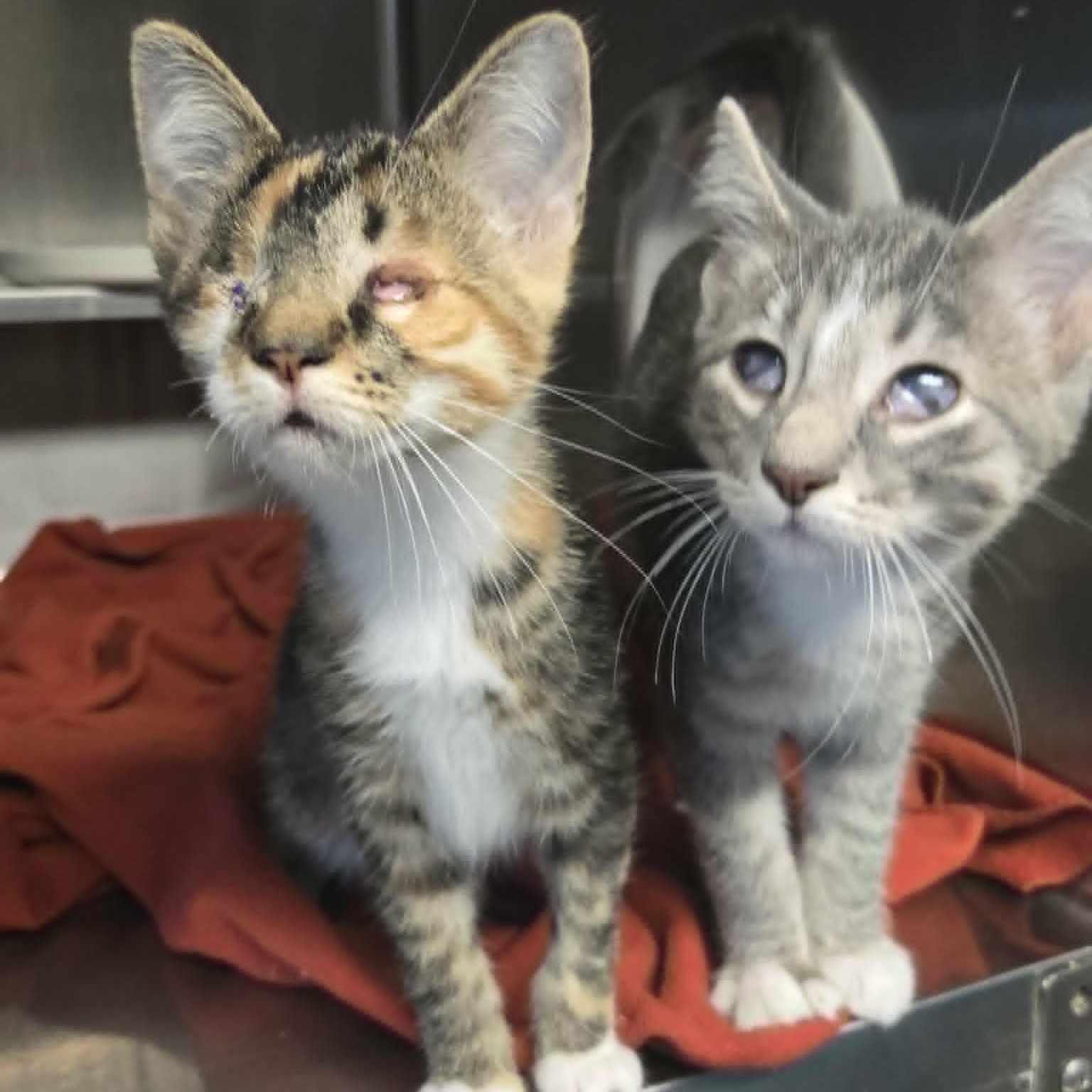 Enlarge Hazy (In Foster), a Adoptable Domestic Short Hair in Watertown, WI image 2/3