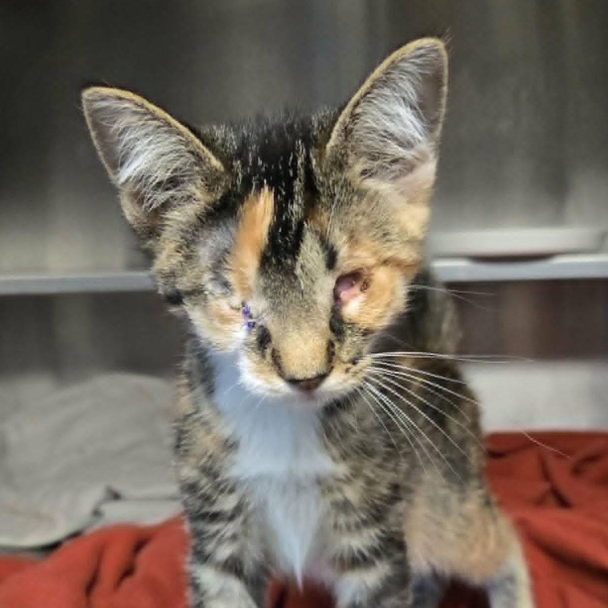 Hazy (In Foster), Adoptable, Kitten Female Domestic Short Hair.